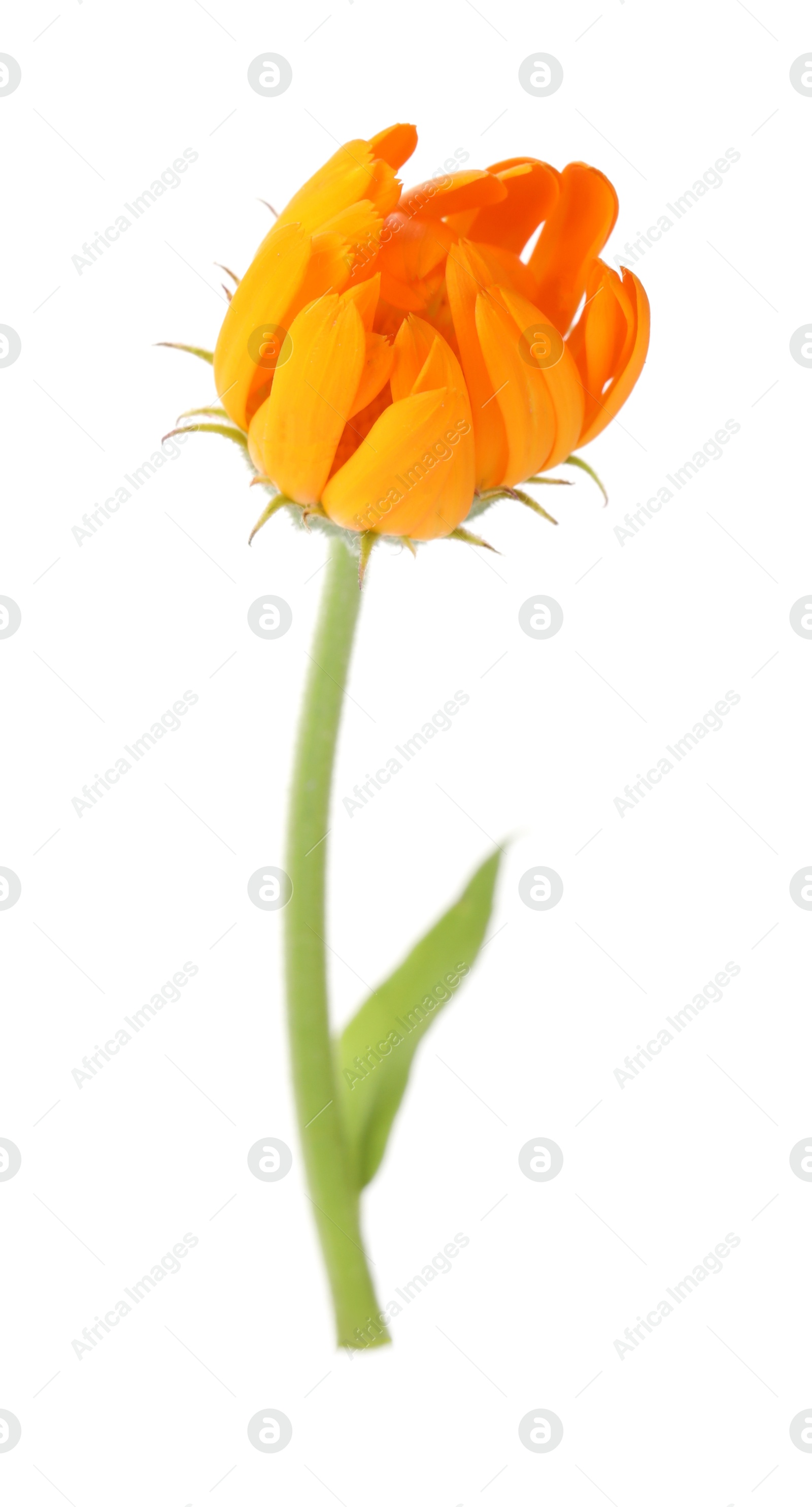 Photo of Fresh beautiful calendula flower isolated on white