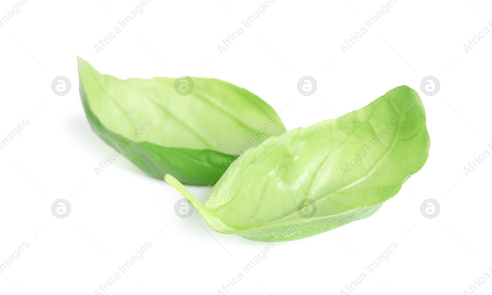 Photo of Fresh green basil leaves isolated on white