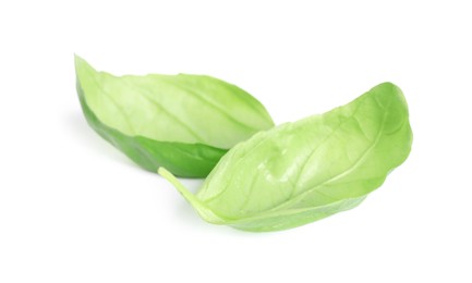 Photo of Fresh green basil leaves isolated on white