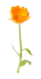 Photo of Fresh beautiful calendula flower isolated on white