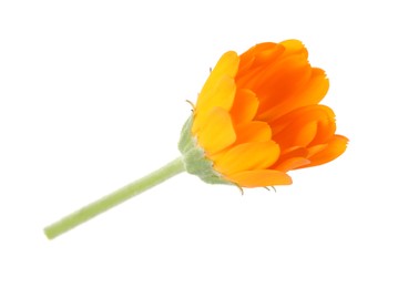 Photo of Fresh beautiful calendula flower isolated on white