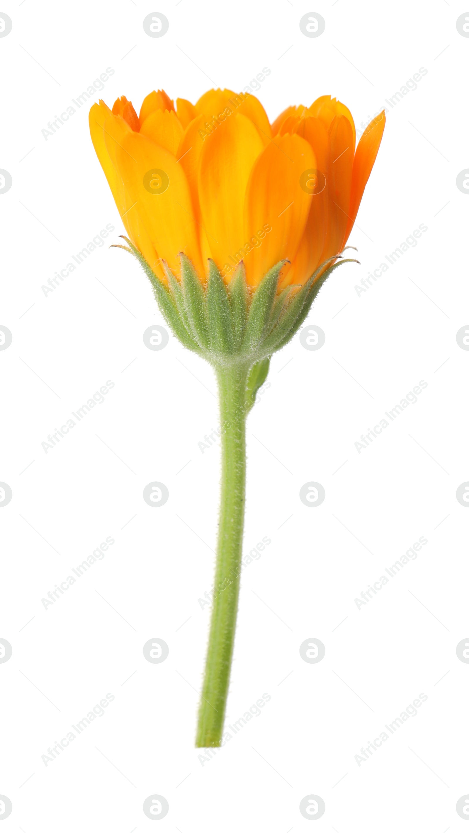 Photo of Fresh beautiful calendula flower isolated on white