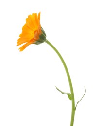 Photo of Beautiful blooming calendula flower isolated on white