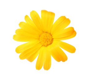 Photo of Beautiful blooming calendula flower isolated on white