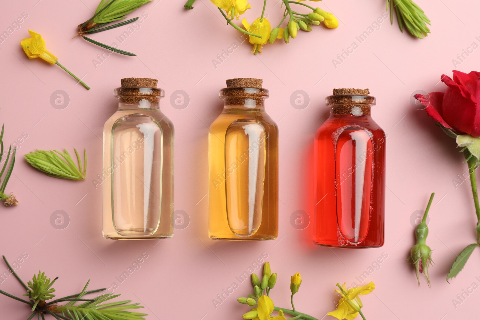 Photo of Aromatherapy. Different essential oils, fir twigs and flowers on pink background, flat lay