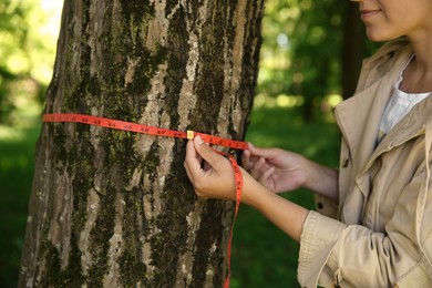 Photo of Forester measuring tree trunk with tape in forest, closeup