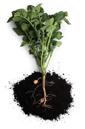 Photo of Potato plant with tubers and soil isolated on white, top view