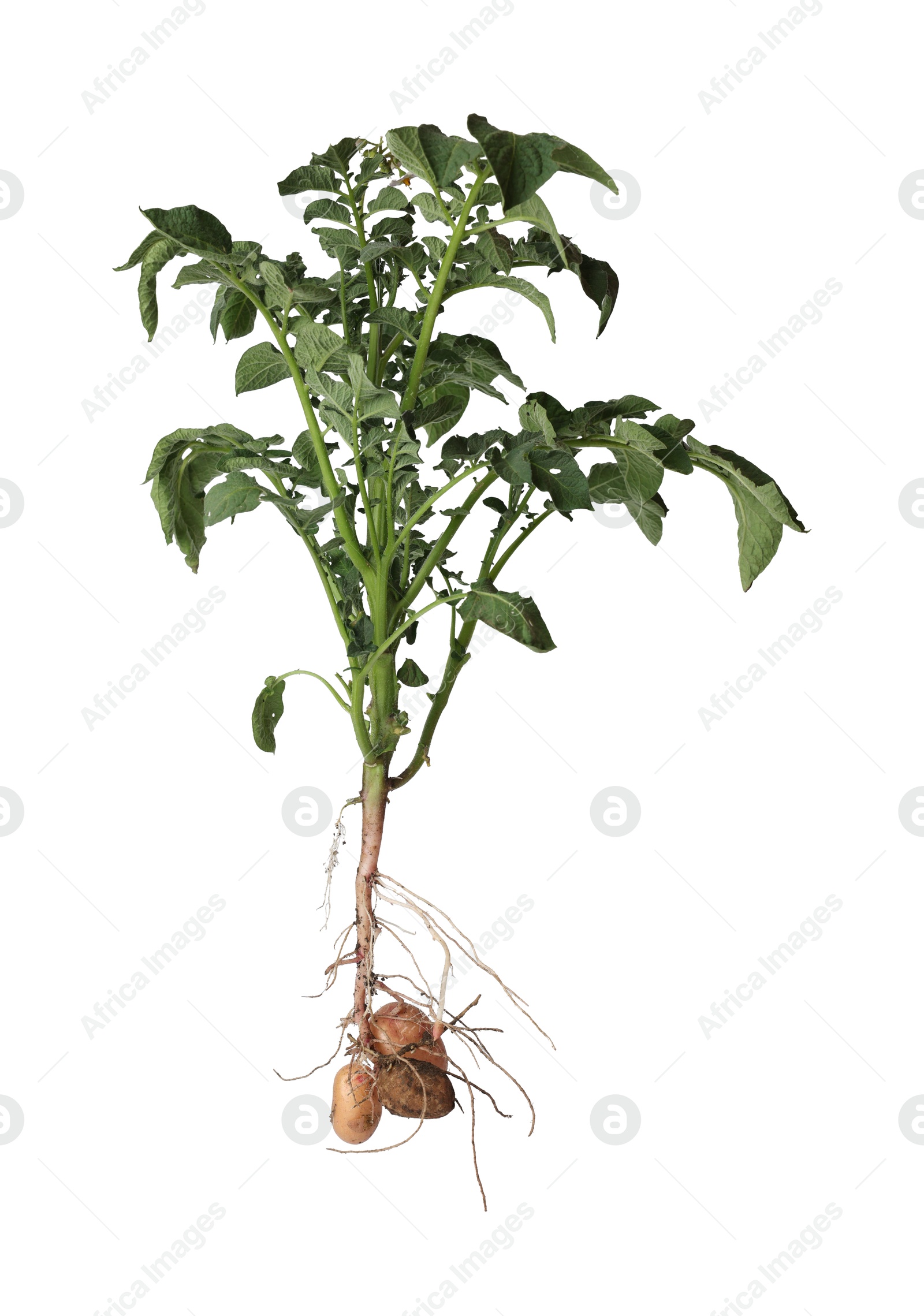 Photo of Potato plant with tubers isolated on white