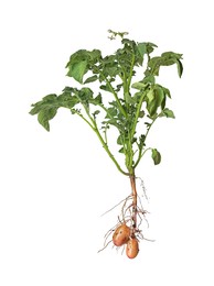 Photo of Potato plant with tubers isolated on white