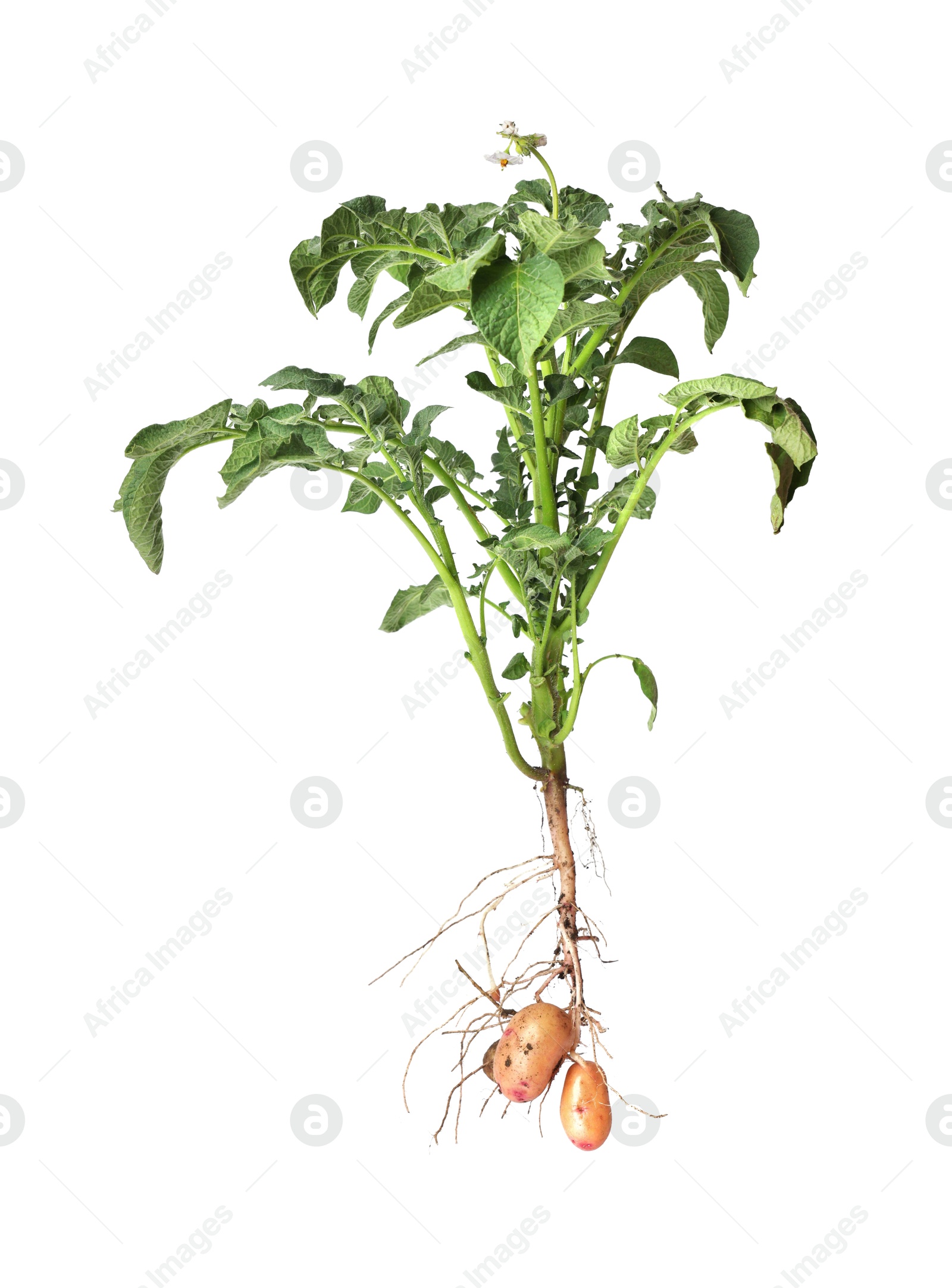 Photo of Potato plant with tubers isolated on white