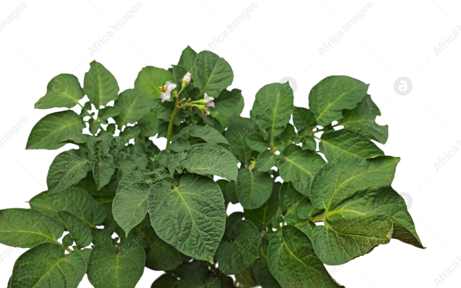 Photo of Potato plant with green leaves isolated on white