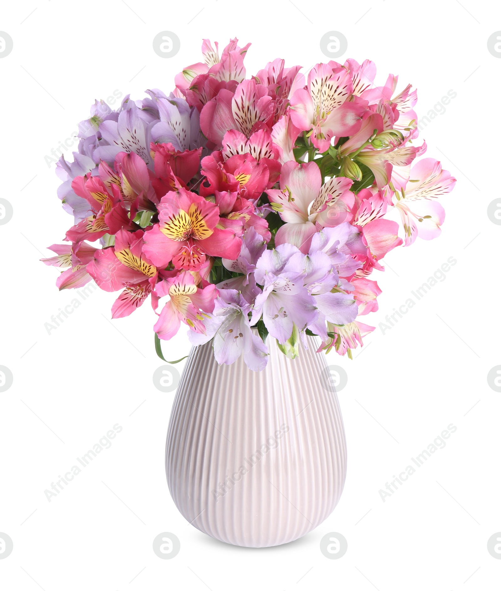 Photo of Beautiful alstroemeria flowers in vase isolated on white