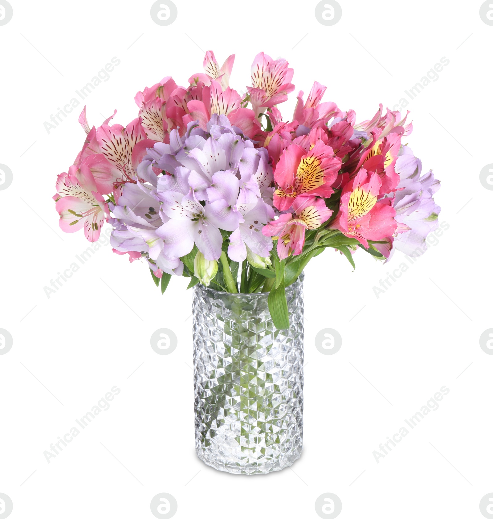 Photo of Beautiful alstroemeria flowers in vase isolated on white