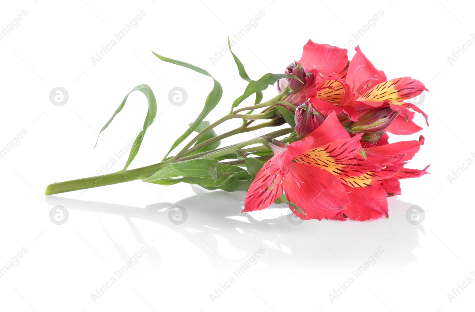 Photo of Beautiful red alstroemeria flowers isolated on white