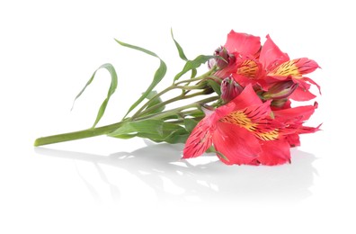 Photo of Beautiful red alstroemeria flowers isolated on white