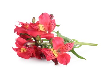 Photo of Beautiful red alstroemeria flowers isolated on white