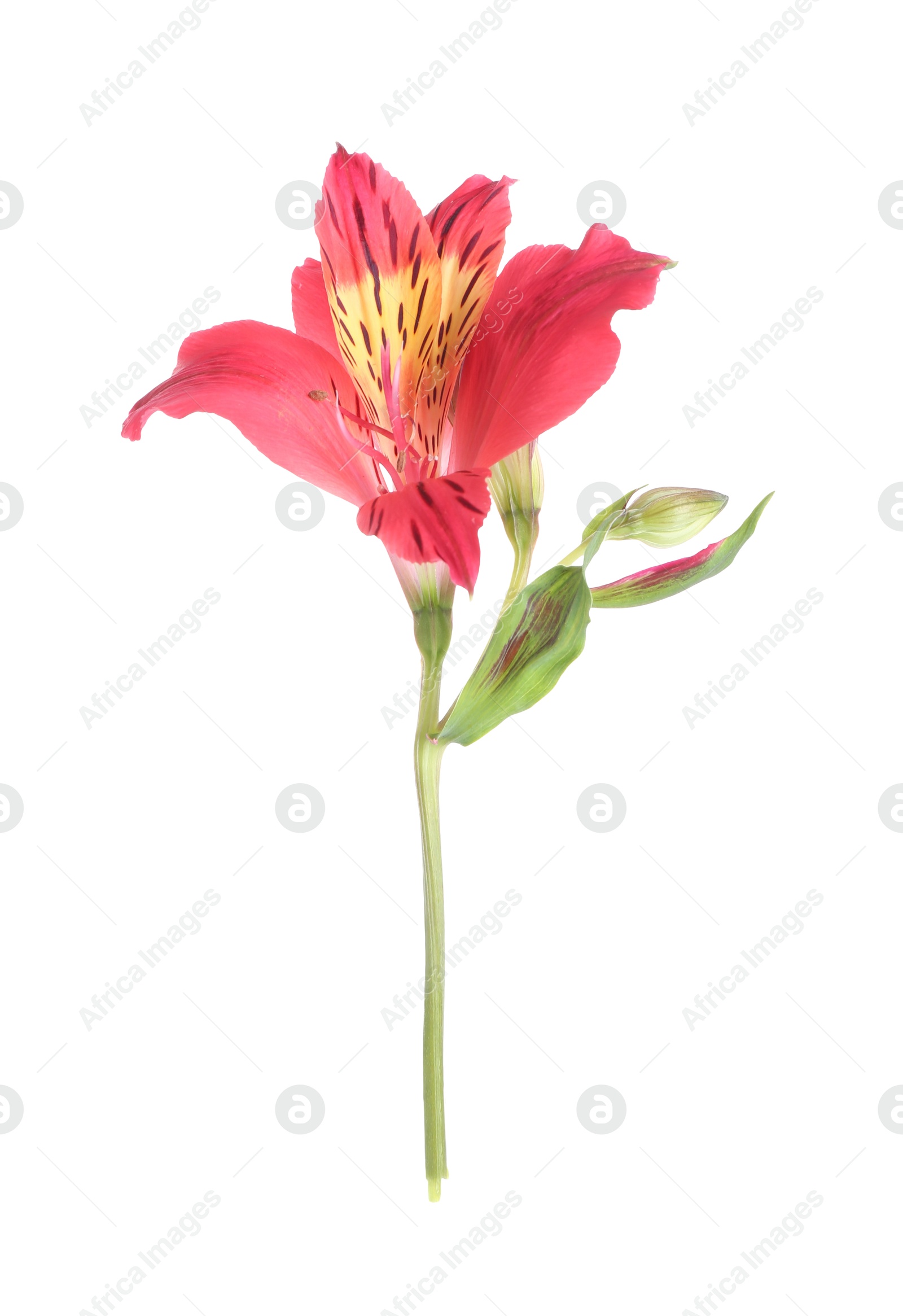 Photo of Beautiful red alstroemeria flower isolated on white