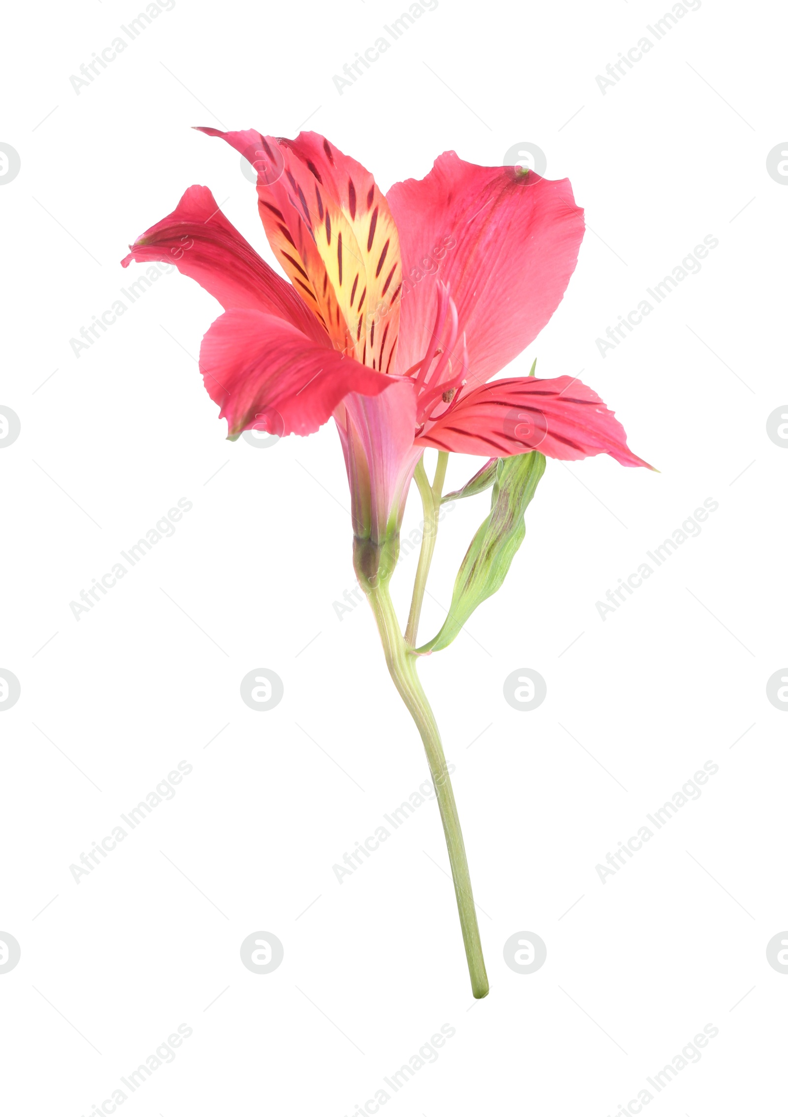 Photo of Beautiful red alstroemeria flower isolated on white