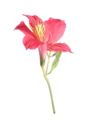 Photo of Beautiful red alstroemeria flower isolated on white