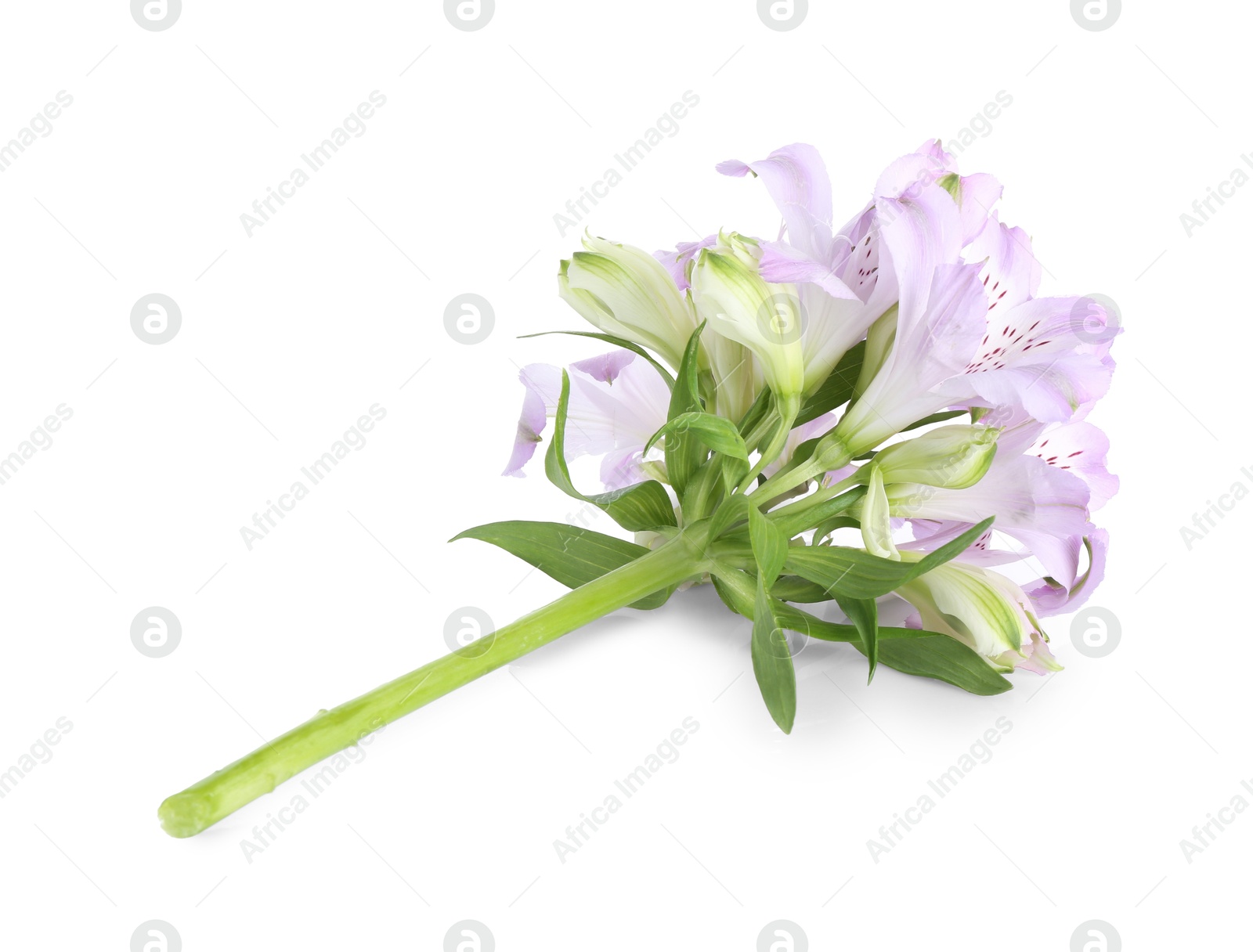 Photo of Beautiful violet alstroemeria flowers isolated on white