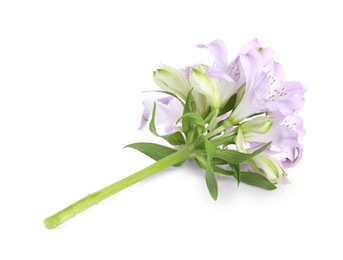 Beautiful violet alstroemeria flowers isolated on white