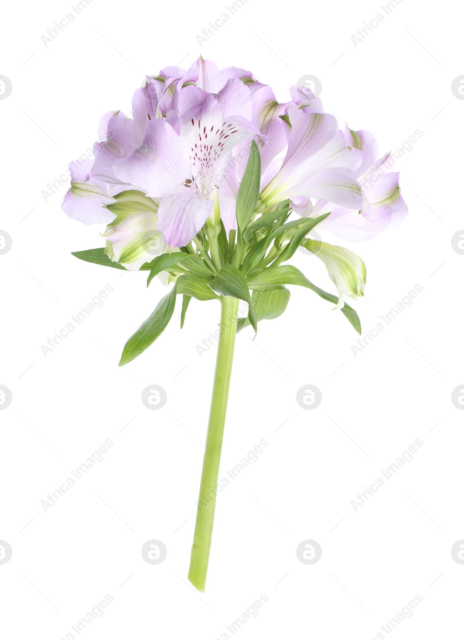 Photo of Beautiful violet alstroemeria flowers isolated on white