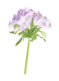 Photo of Beautiful violet alstroemeria flowers isolated on white