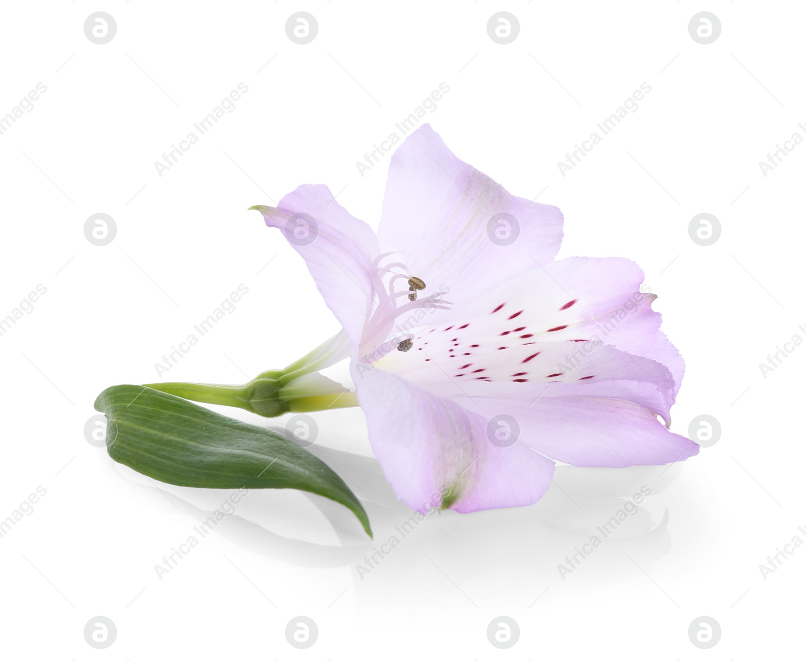 Photo of Beautiful violet alstroemeria flower isolated on white