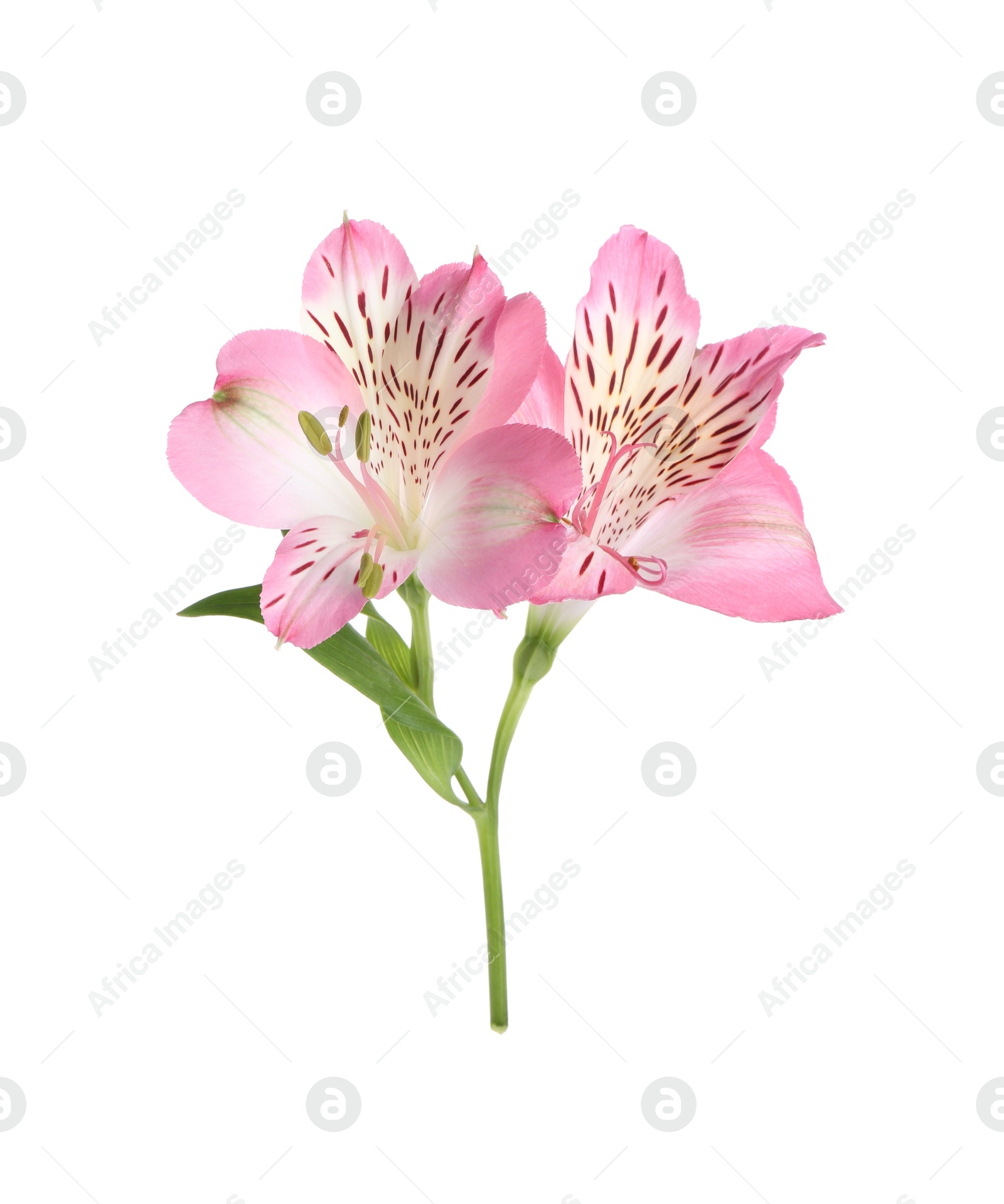 Photo of Beautiful pink alstroemeria flowers isolated on white