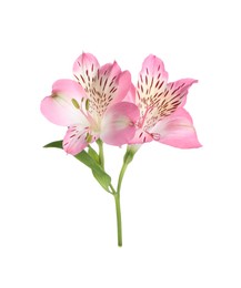 Photo of Beautiful pink alstroemeria flowers isolated on white