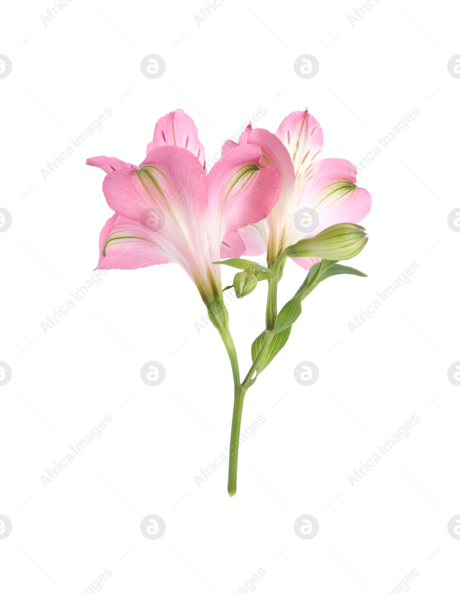 Photo of Beautiful pink alstroemeria flowers isolated on white