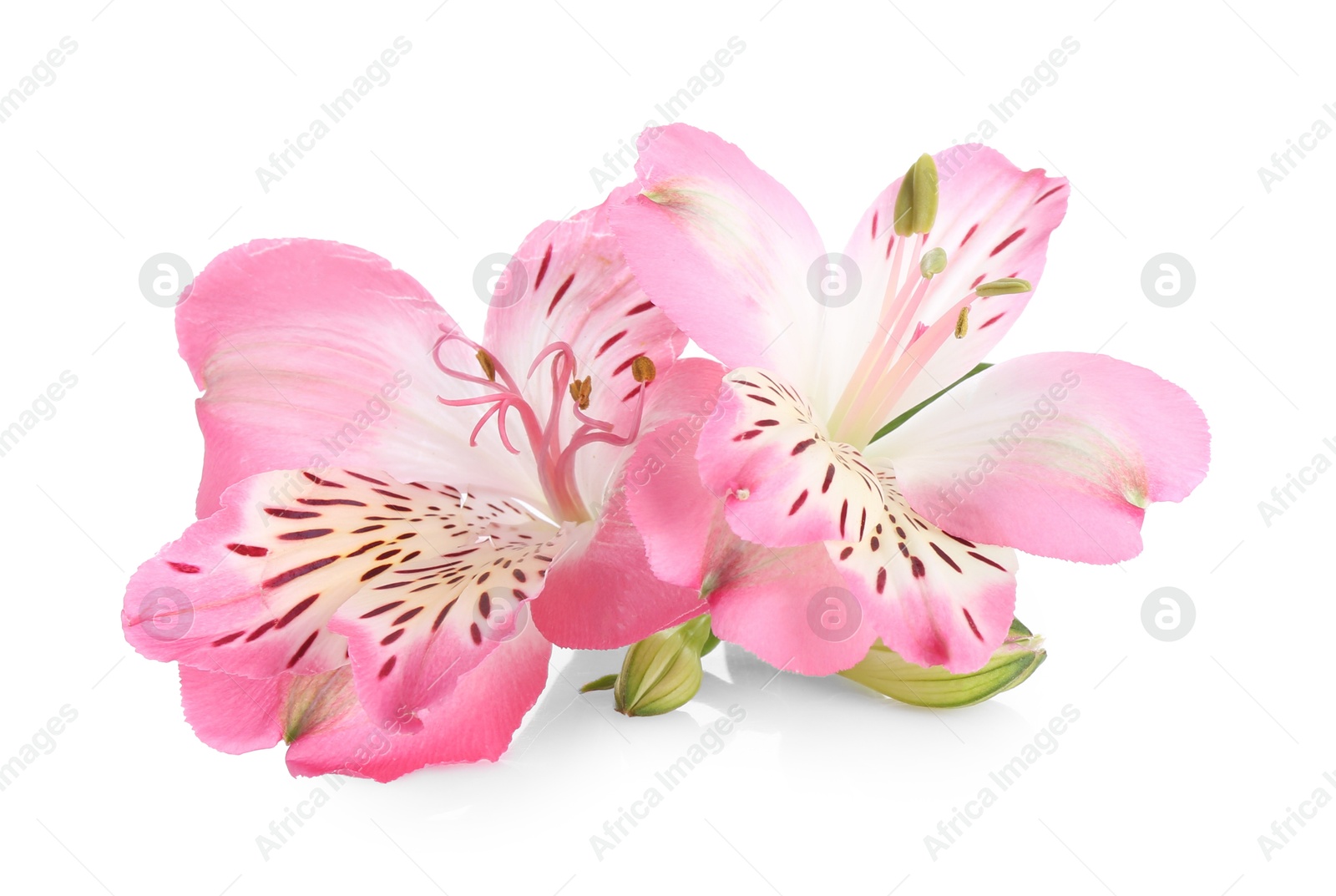 Photo of Beautiful pink alstroemeria flowers isolated on white