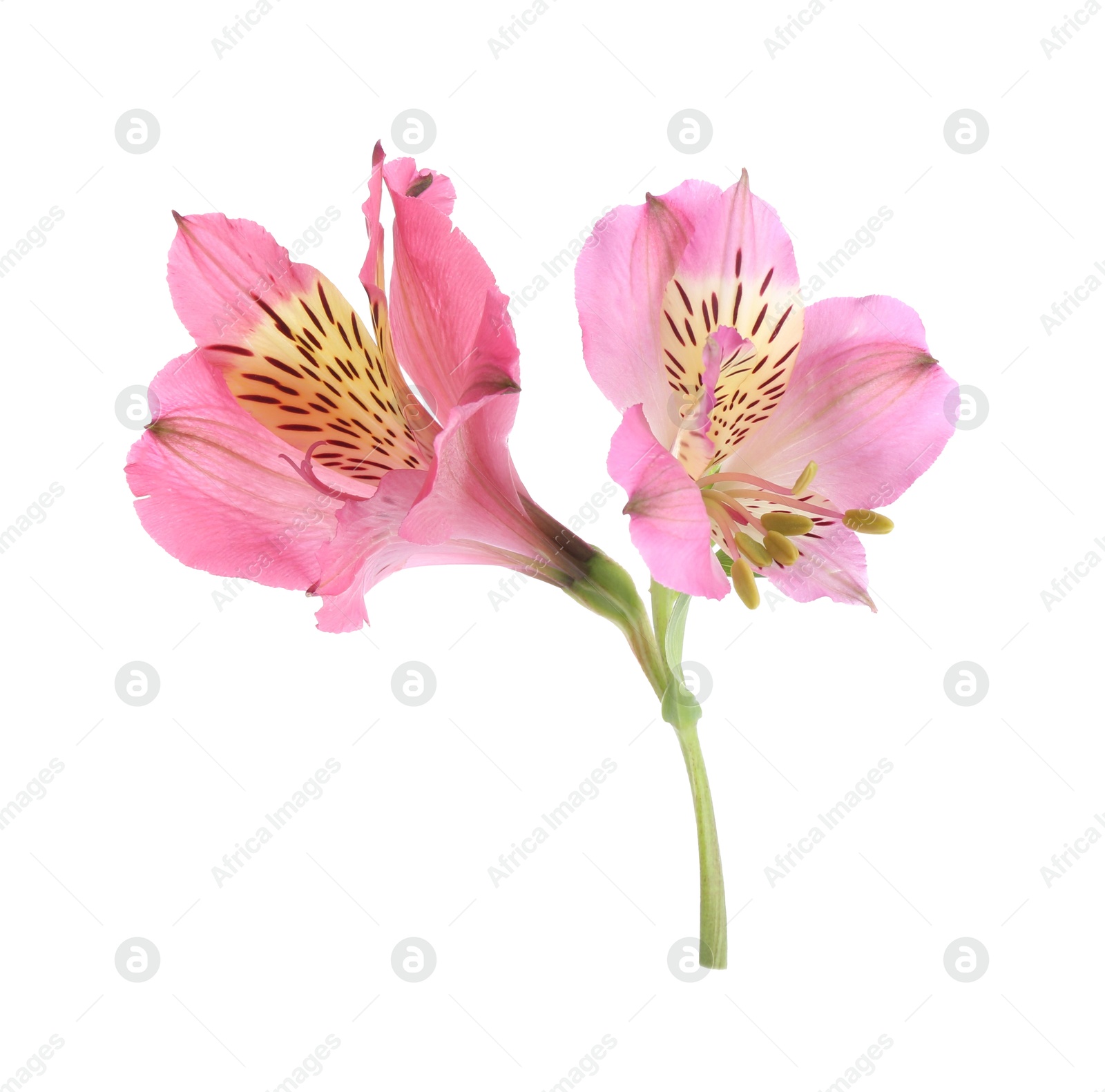 Photo of Beautiful pink alstroemeria flowers isolated on white