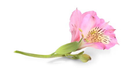 Photo of Beautiful pink alstroemeria flower isolated on white