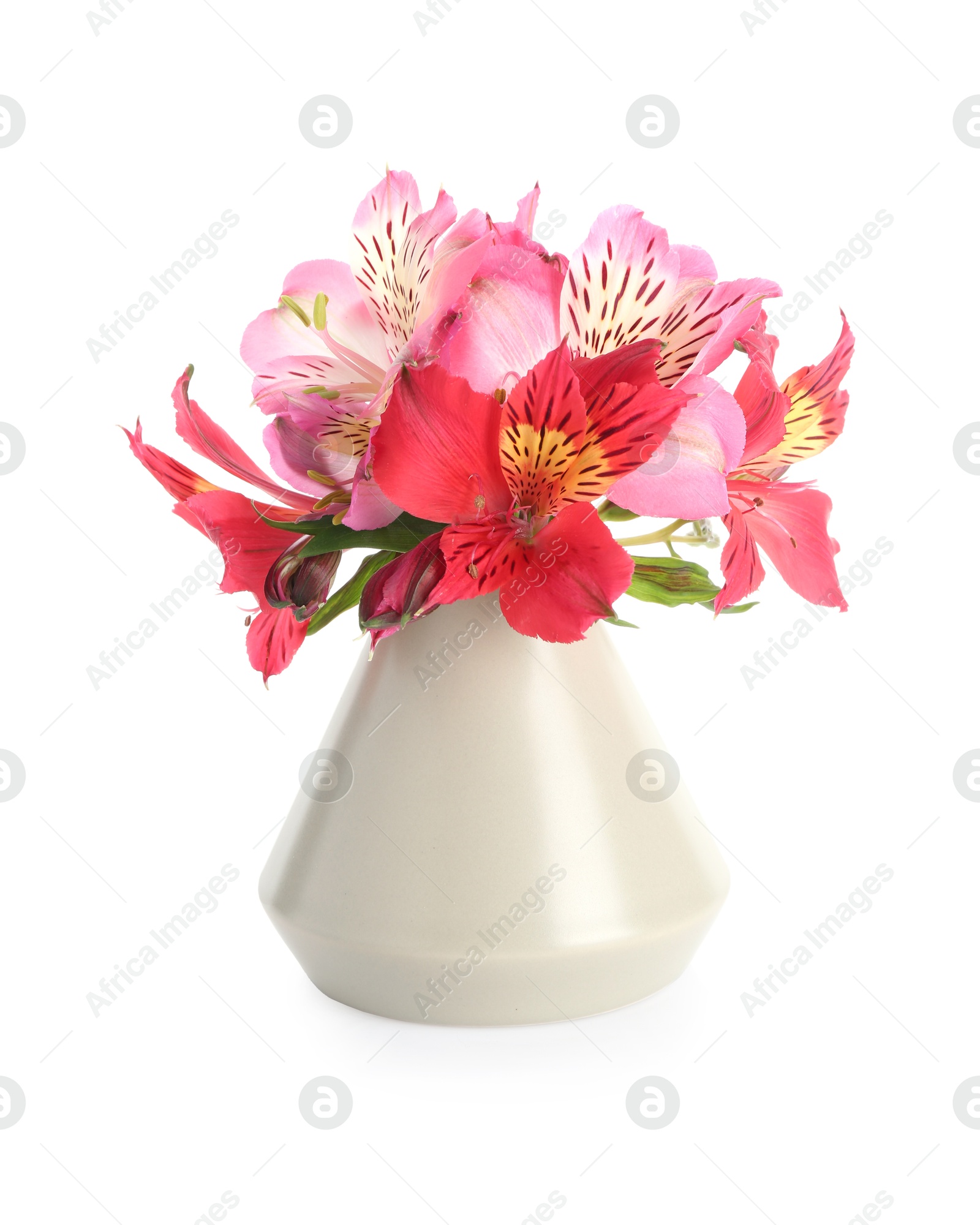 Photo of Beautiful alstroemeria flowers in vase isolated on white