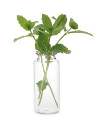 Photo of Mint in glass bottle isolated on white