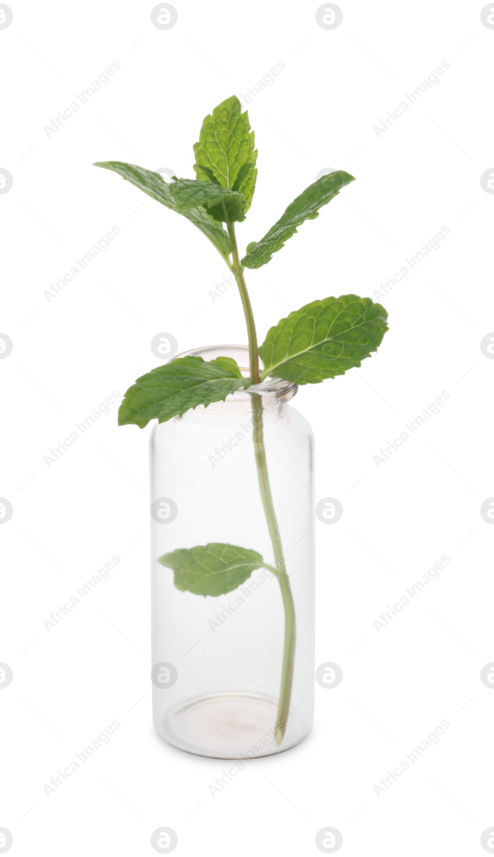 Photo of Mint in glass bottle isolated on white