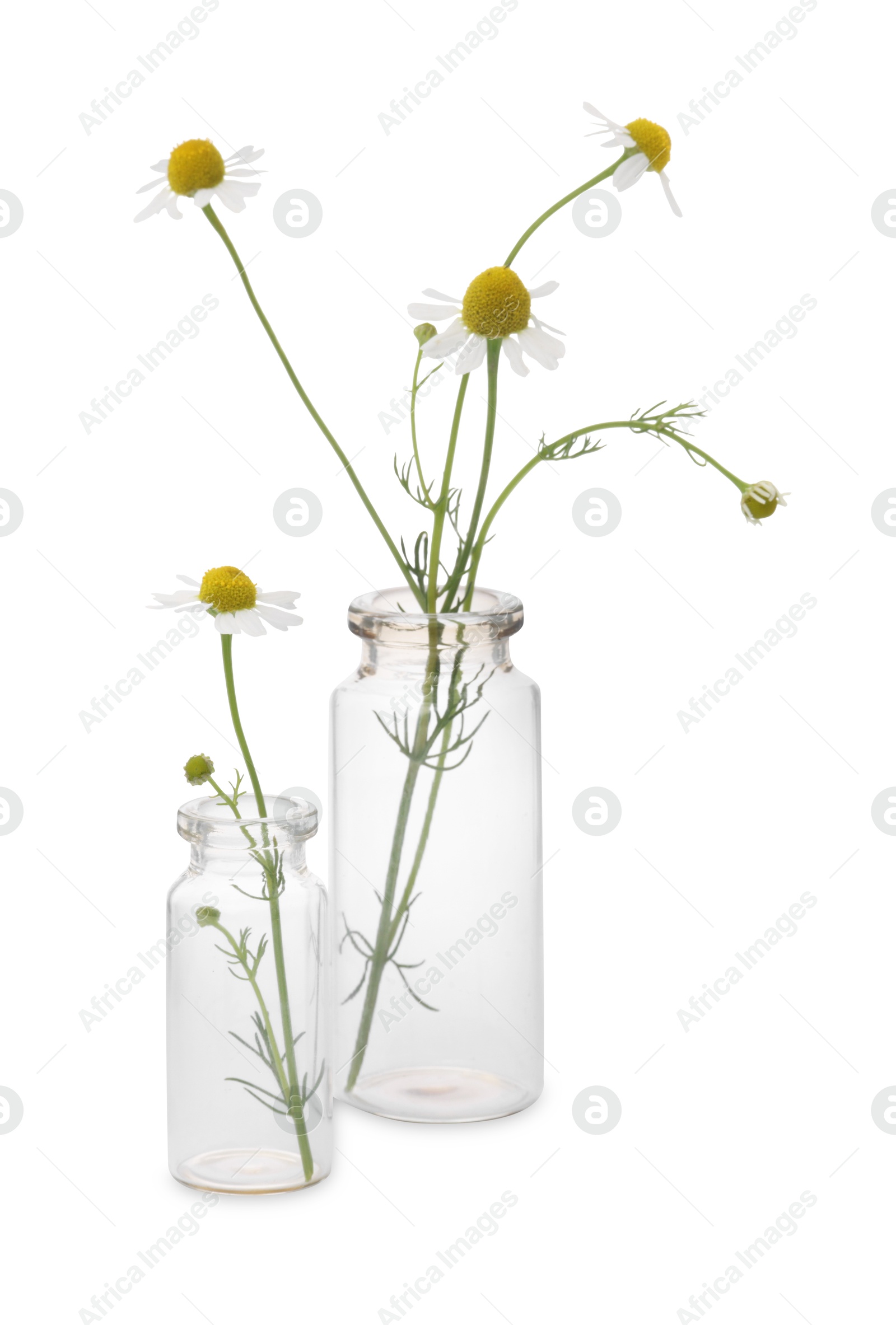 Photo of Beautiful chamomile flowers in glass bottles isolated on white