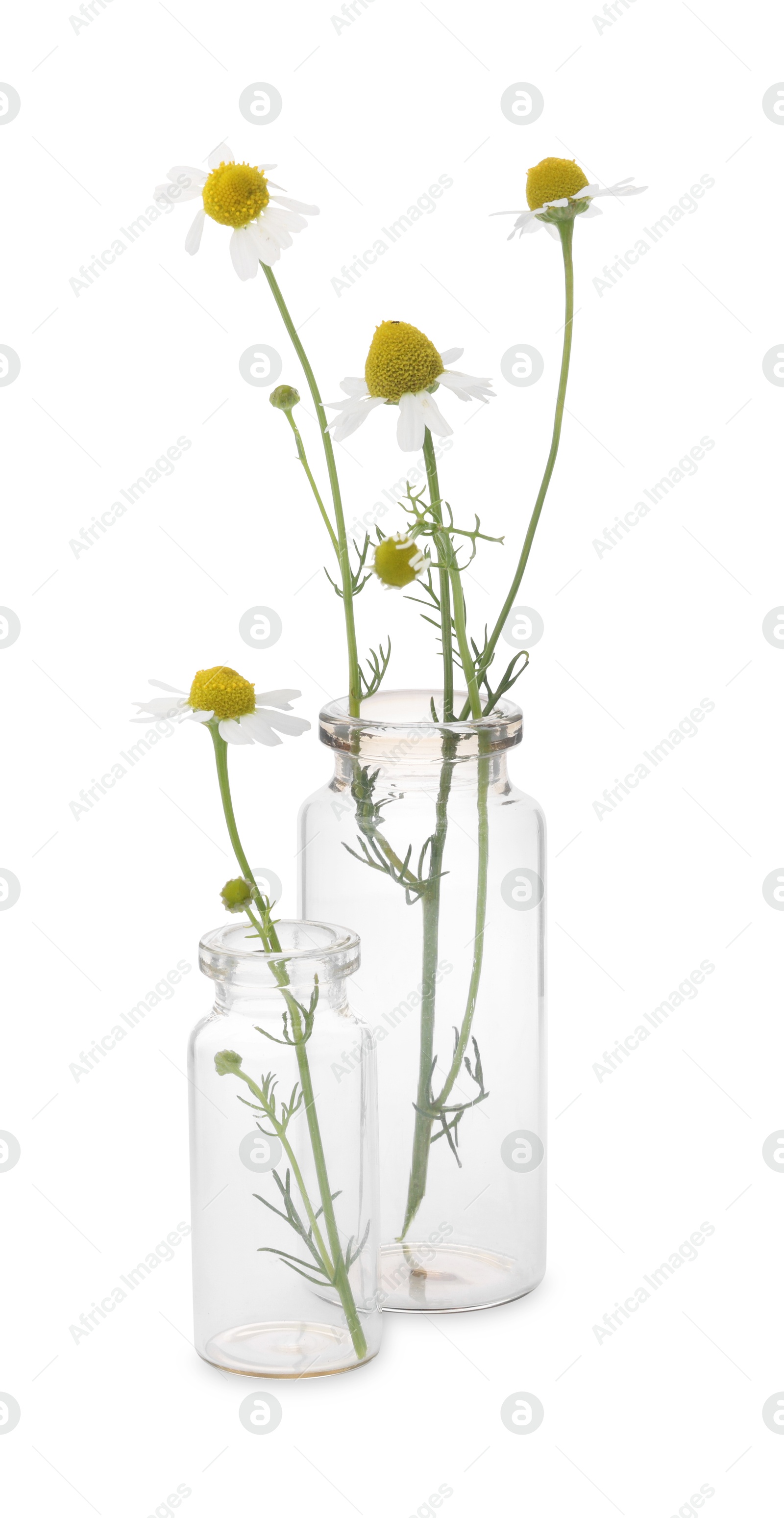 Photo of Beautiful chamomile flowers in glass bottles isolated on white