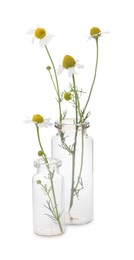 Photo of Beautiful chamomile flowers in glass bottles isolated on white