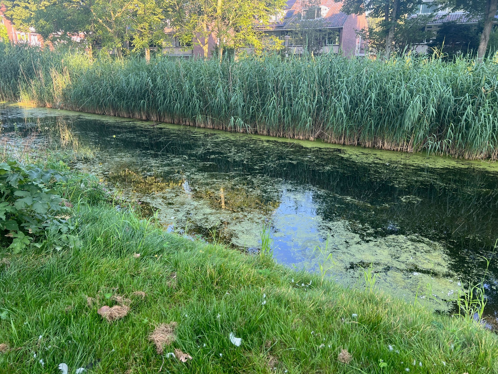 Photo of Picturesque view of canal and trees in park