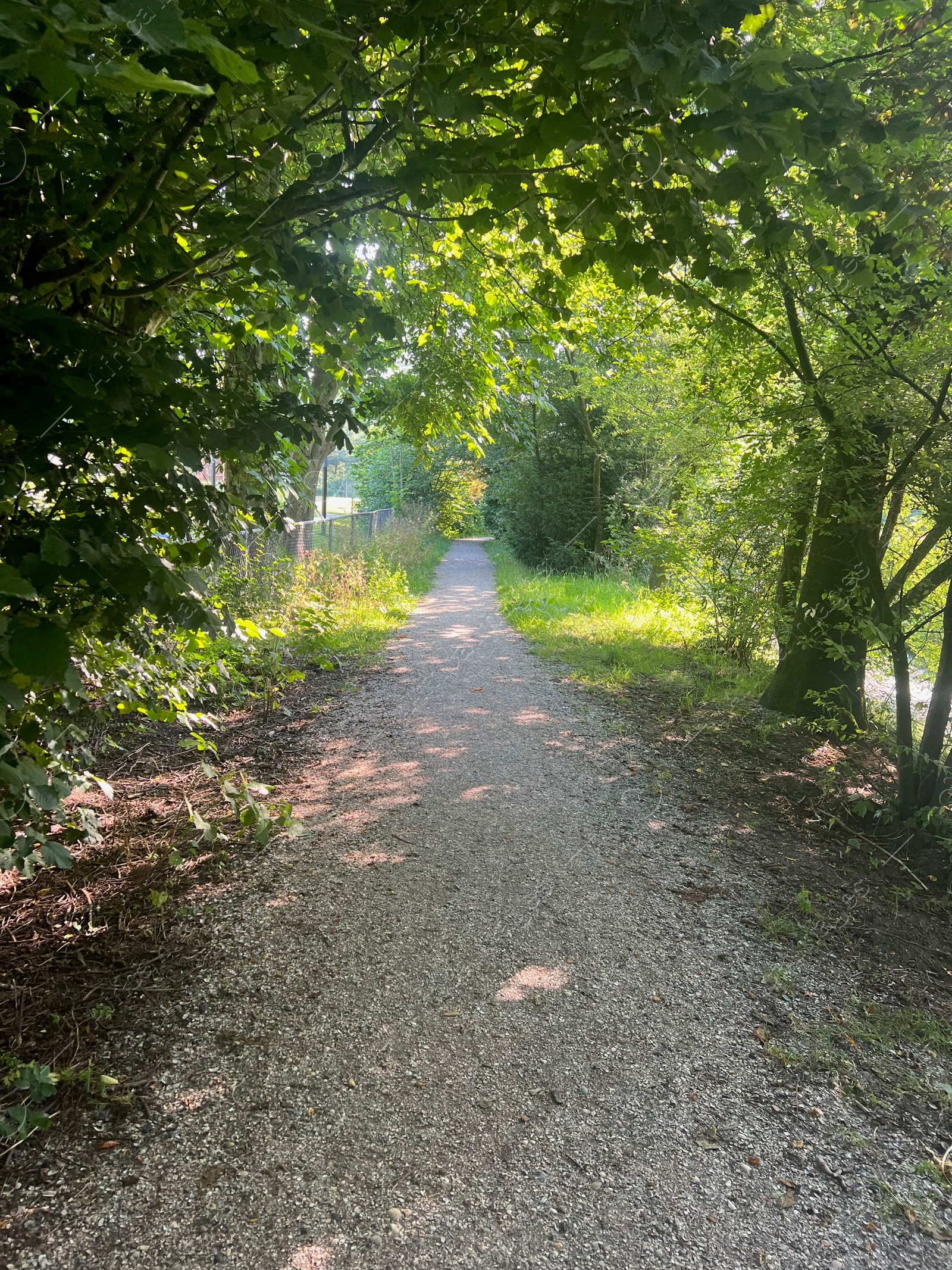 Photo of View of pathway through park with green trees alongside