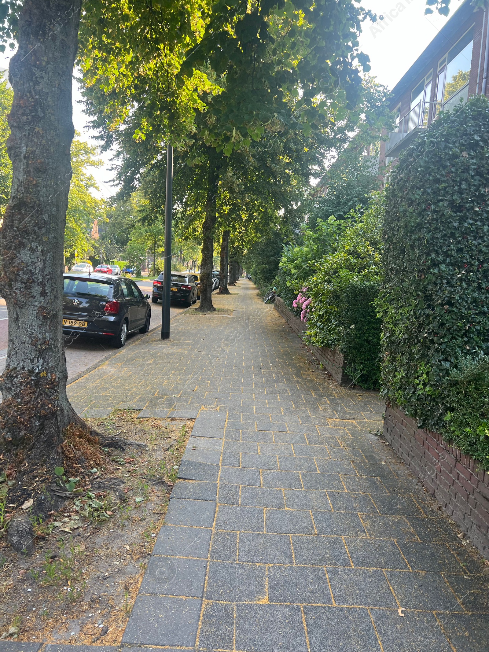 Photo of View of city street with beautiful bushes and parked cars