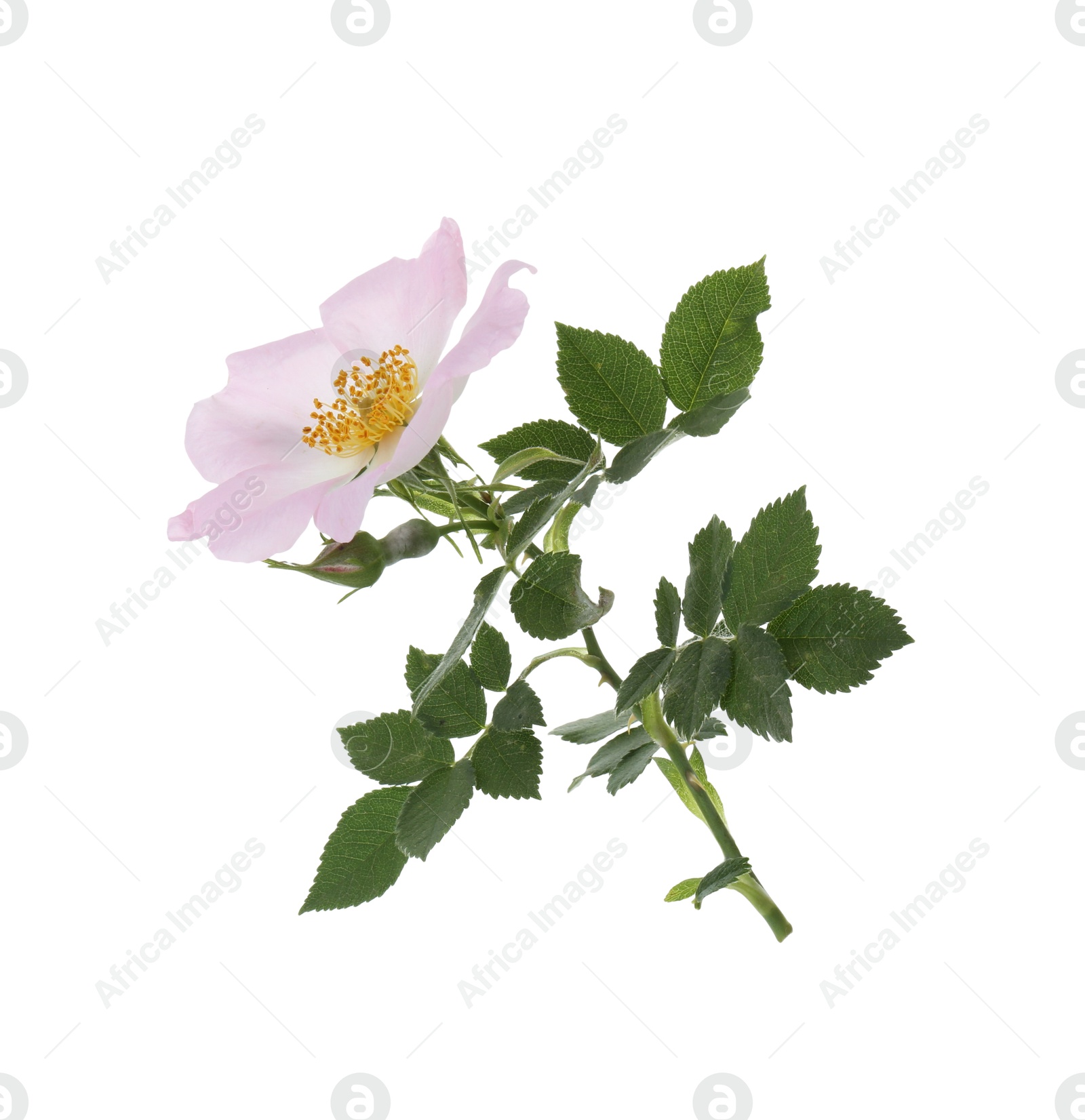 Photo of Beautiful blooming rose hip flower isolated on white