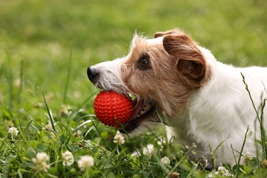 Photo of Cute dog playing with toy outdoors. Active pet