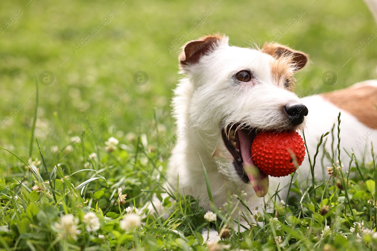 Photo of Cute dog playing with toy outdoors. Active pet