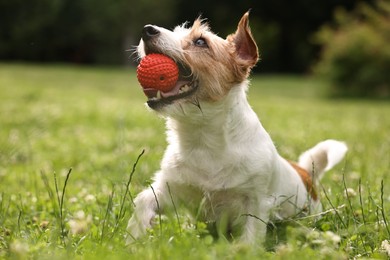 Photo of Cute dog playing with toy outdoors. Active pet