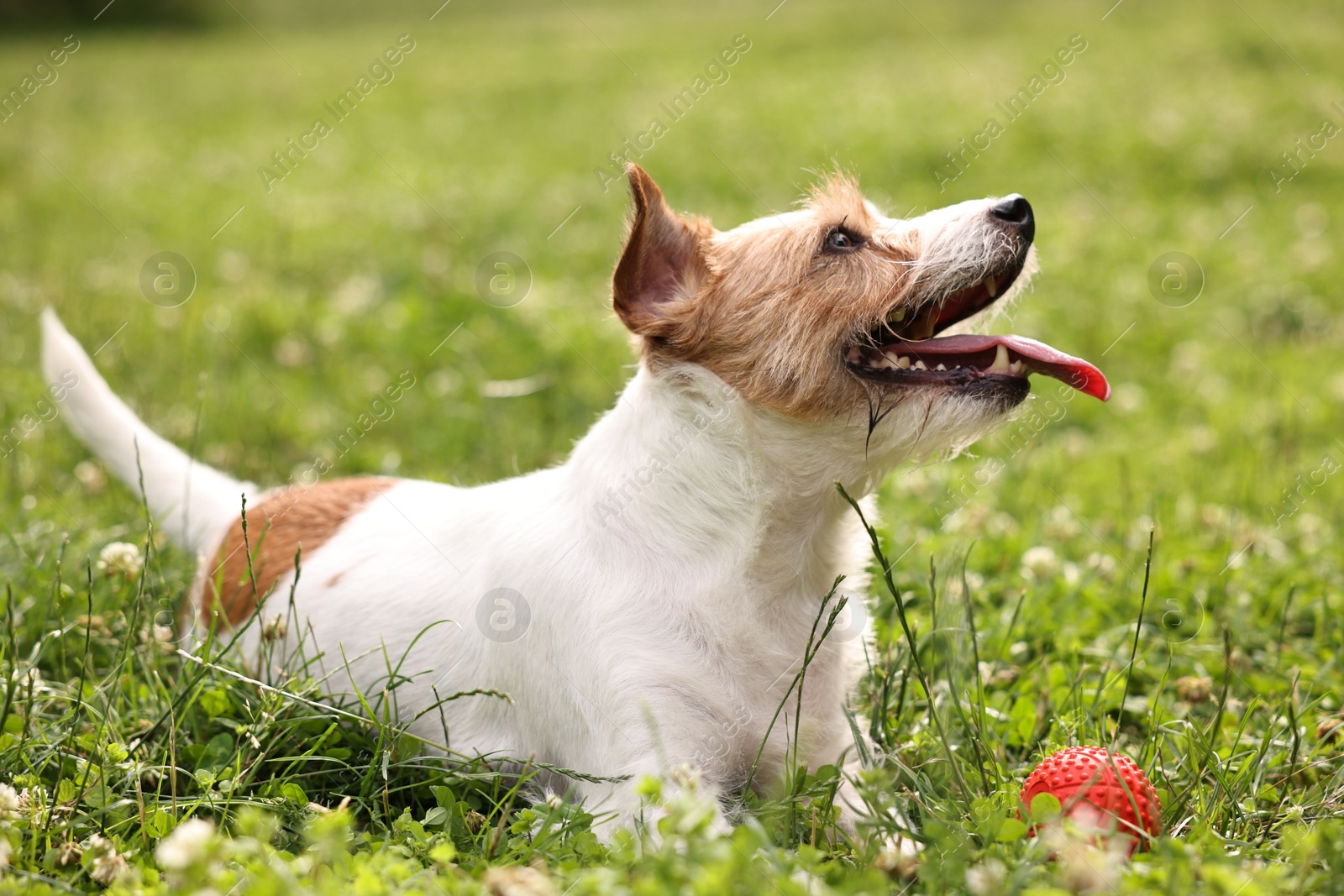 Photo of Cute dog playing with toy outdoors. Active pet