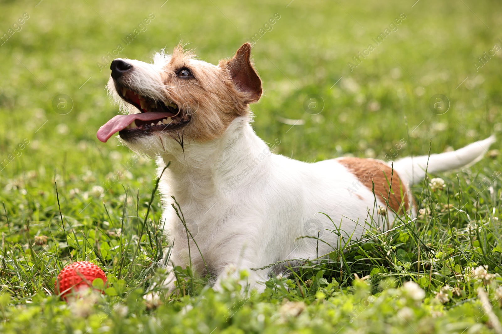 Photo of Cute dog playing with toy outdoors. Active pet