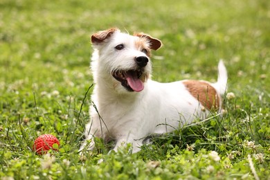 Photo of Cute dog playing with toy outdoors. Active pet